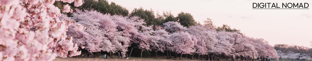 영랑호 벚꽃축제 기사
