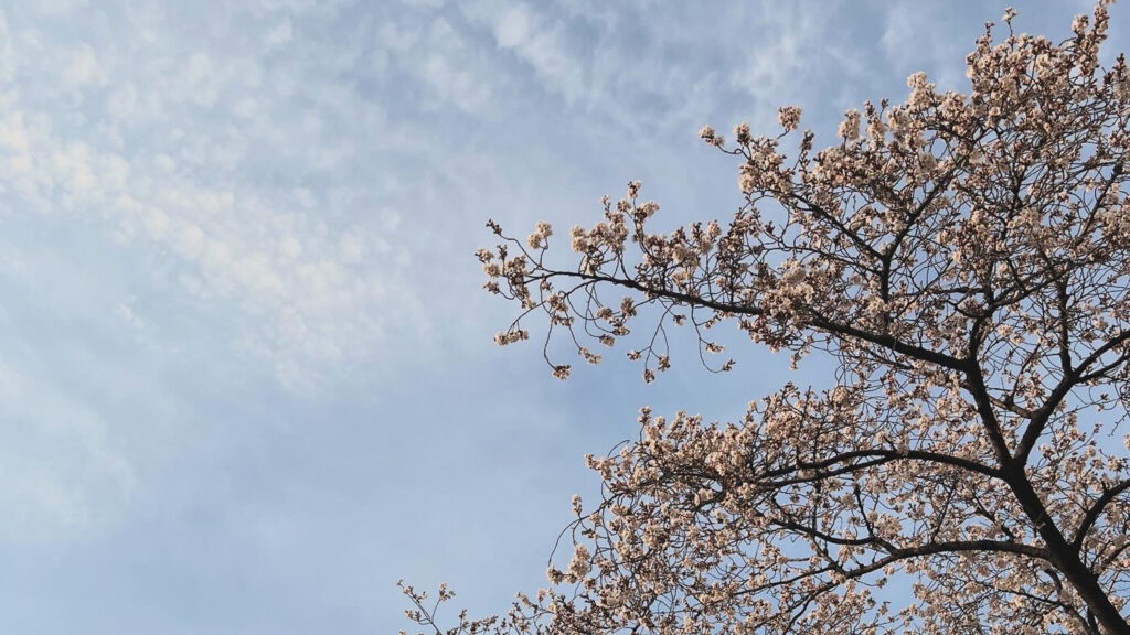 만개를 앞둔 벚꽃 나무 이미지